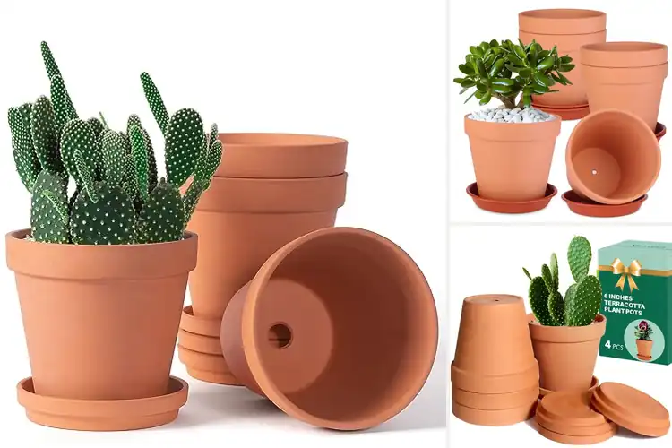 Detailed view of Best Terra-Cotta Planters